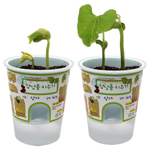 SA 거꾸로 물주기 화분 강낭콩 키우기(1인용 포장)
