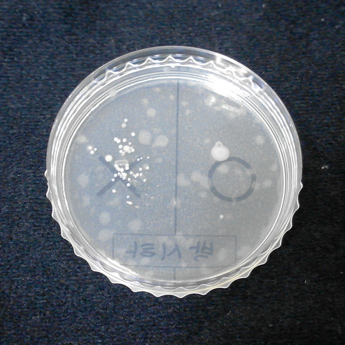 손에 있는 세균 검사하기 일반세균용,5인세트